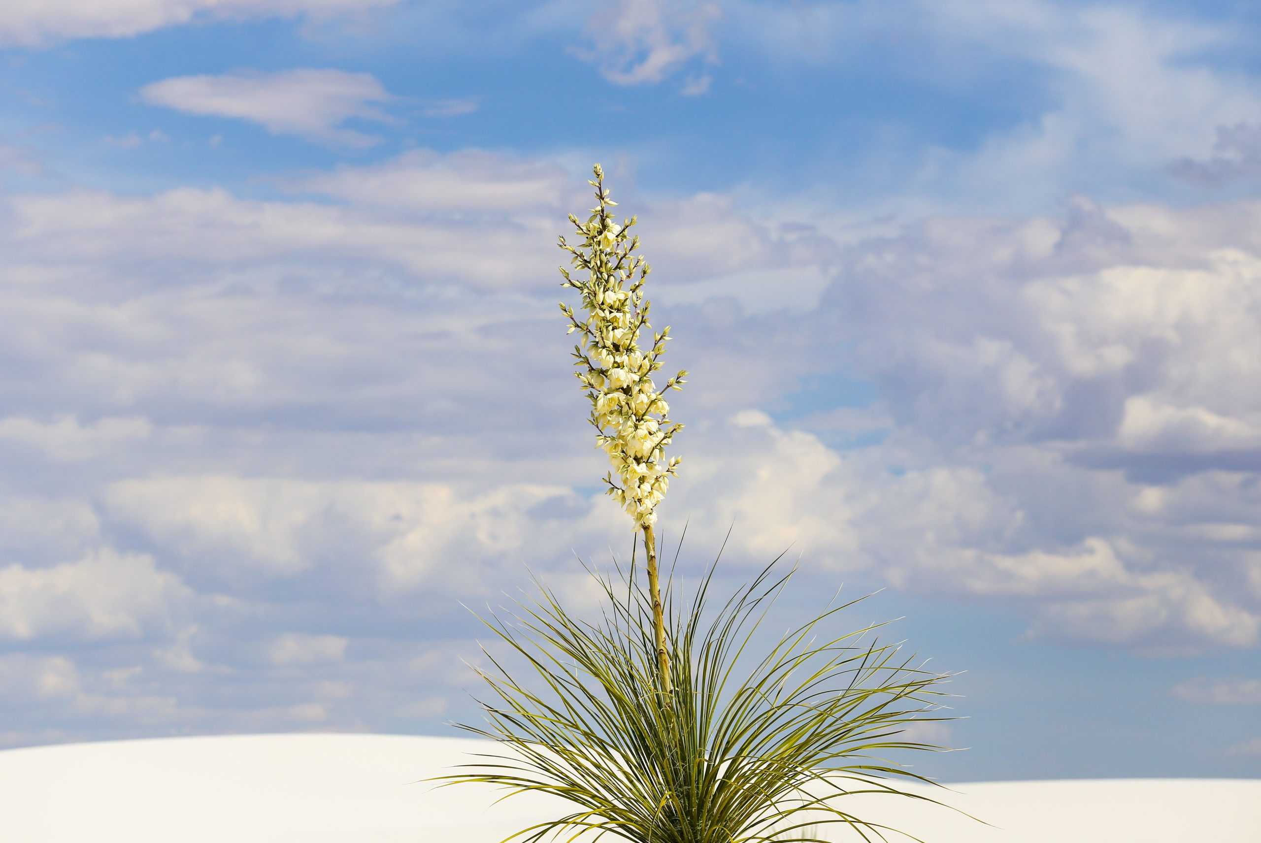 Yucca in bloom