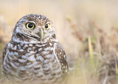 Burrowing Owl