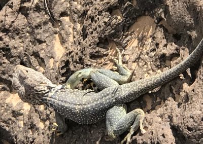 Collared lizard