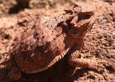 desert toad