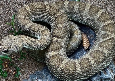 rattle Snake