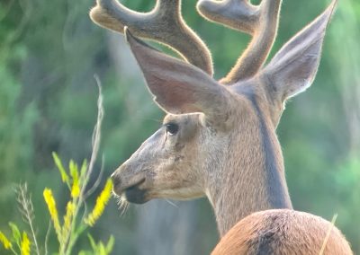 Elk in forest clearing