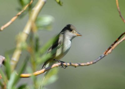 Bird sitting in tree