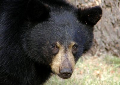 Black bear