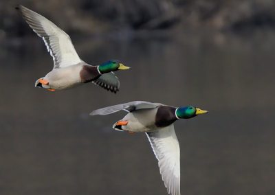 Ducks flying over water