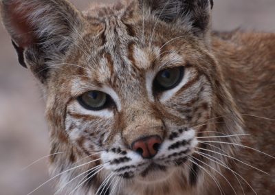 Bobcat