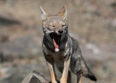 Coyote yawning