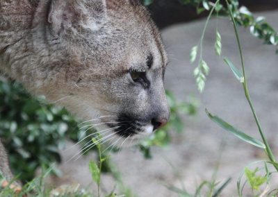 Mountain lion